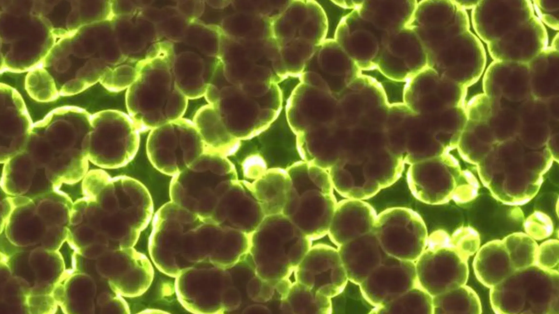 Gut microbiome & melanoma