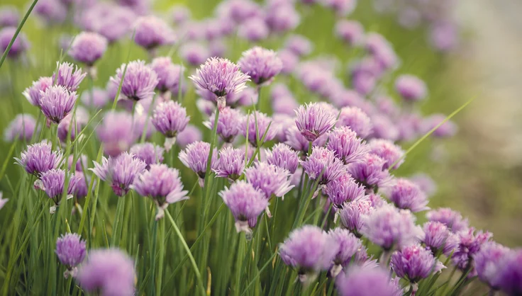 Create a lasting tribute to a loved one with a CTRT In Memory page.